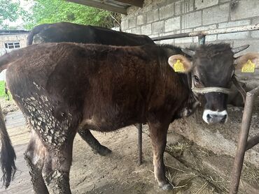 Коровы, быки: Продаю | Тёлка | Для разведения, Для молока | Не стельные