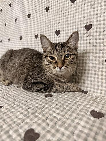 Отдам даром кошку: Кошка даром: Беспородная, Мальчик — 2