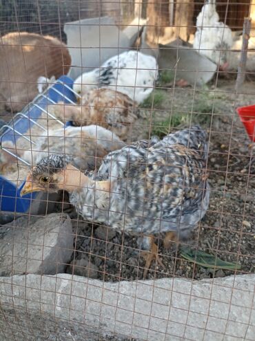 кормушки для кур: Продаю цыплят полу месячные Адлер, голошейки адлер будет нестись уже
