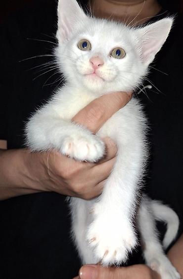 Кошки: Ağ rəngli balaca pişik balası - Tam ağ, yumşaq tüklü balaca pişik - — 5
