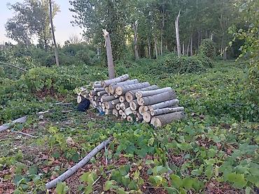 Ogrevno drvo – isečeno i složeno trupci - Vrsta: tvrdo lisnato drvo na lalafo.rs Ogrevno drvo – isečeno i složeno trupci - Vrsta: tvrdo lisnato drvo