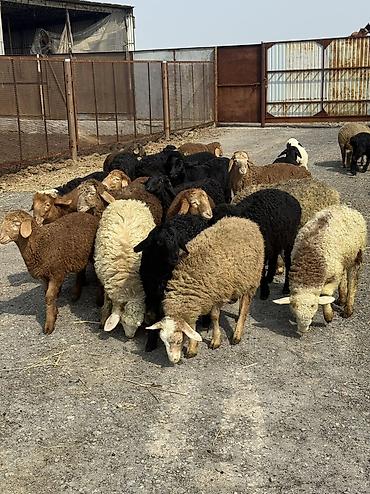 Баран, овца: Продаю | Овца (самка), Ягненок, Баран (самец) | Гиссарская, Полукровка, Меринос | На забой, Для разведения, Для шерсти | Племенные, Кастрированные, Осеменитель — 2