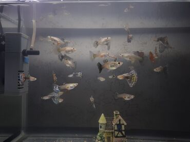 akvarium baliqlari satilir: Quppi, Sülhsevər, Ünvandan götürmə