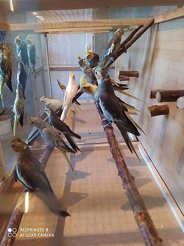 Tutuquşları: Salam. TAM SAĞLAM VİTAMİNLƏR PROFESSİONAL BİT DƏRMANİ VURULUB VƏ — 26