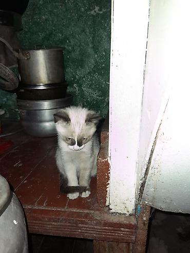 мышык сатылат ош: Котята, 3 месяца.Девочка и мальчик — 3