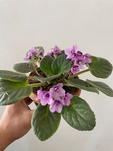 купить аквариум для рыбок недорого: Продаются фиалки сортовые разных сортов все большие а так же есть