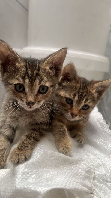 купить дом для кота: Кошка даром: Бенгальская, 2 месяца, Девочка