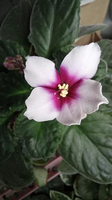 Продаю цветущие фиалки 🌸 Красивые, здоровые растения, сейчас активно