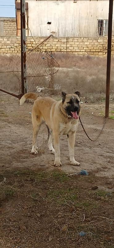 İtlər: Qurdbasar, 1 il, Erkek, Peyvəndli, Ödənişli çatdırılma — 9