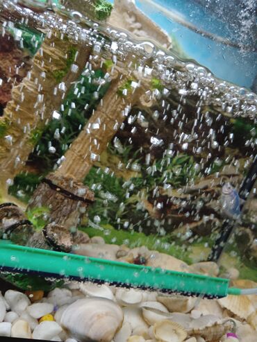 Akvariumlar: Tam komplekt akvarium seti - Şüşə akvarium, üst qapaqlı - Daxili — 4