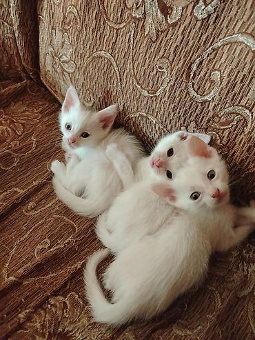 Pişiklər: Türk anqora, Erkək, Dişi, Yaxşı əllərə, Pulsuz çatdırılma — 9