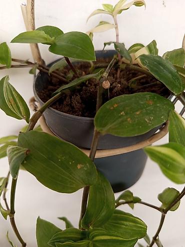 sarmaşiq: Asılan saksıda sarmaşan Tradescantia (inch plant) – yaşıl və krem — 3