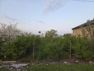 9 mikrorayon satilan evler: Ağ çiçəklərlə bol-bol açan meyvə ağacları – bağ salmaq və ya landşaft — 4