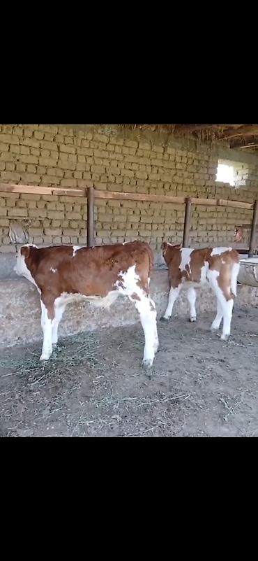 Dana, buzov: Satılır: 3 baş cins buzov - Növ: ətlik-südlük istiqamətli simmental -da lalafo.az — 1 Dana, buzov: Satılır: 3 baş cins buzov - Növ: ətlik-südlük istiqamətli simmental — 1