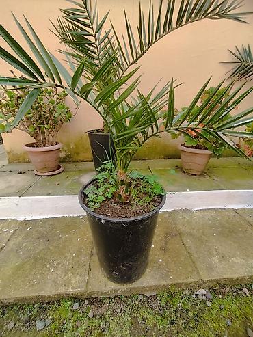 qirmizi sam: Dekorativ həmişəyaşıl və tropik bitkilər – qablarda - Thuja (qızılı — 3