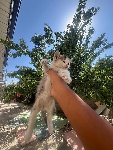 бесплатные котята: Котята даром. очень ласковые и красивые. 2 мальчика и 3 девочки. если — 5