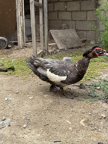 papuqay satisi: Macar sortu lal ördək balaları satılır zümrüdü kül rəngi mirvari rəng — 4