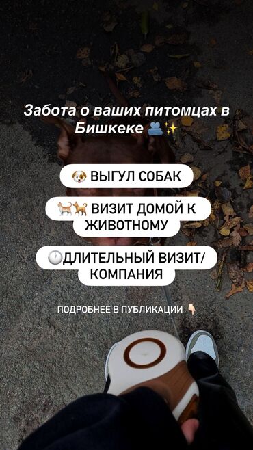 цена мишки на день рождения: Забота о питомцах в Бишкеке 🐾 У вас запланирован отдых? Или вы