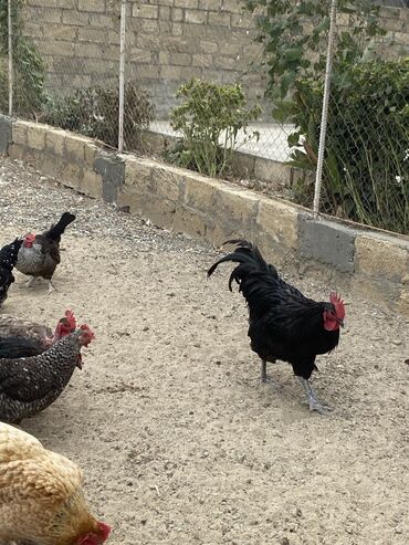 australorp toyuq satılır: Salam. Austrolorp xoruzsatıram. Çox yekə xoruzdu. 1 yaş 4 aylıqdı. Tam