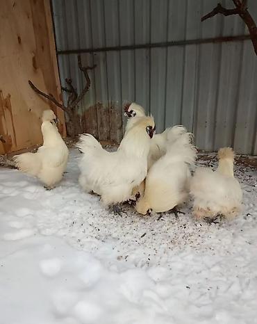 Куры, петухи: Продаю | Петух, Куры — 3