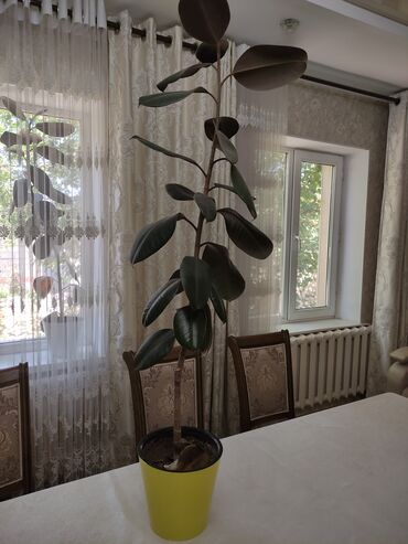 Фикусы: Продаю фикус 8 лет 2 шт рост 1.40 м