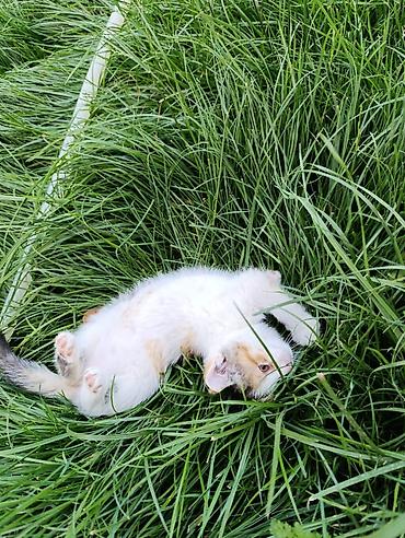 кошка породистые: Котята домашние, игривые и контактные. Описание: - Возраст примерно — 5