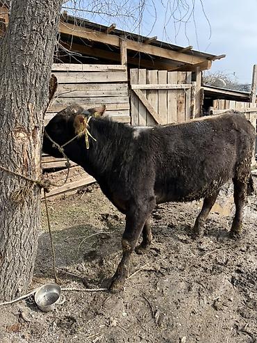 Коровы, быки: Продаю | Бык (самец) | Швицкая | На откорм | Привязанные — 7