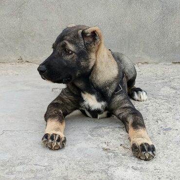 coban iti satiram: Кангал, 2 месяца, Самка, С прививками, Самовывоз, Платная доставка
