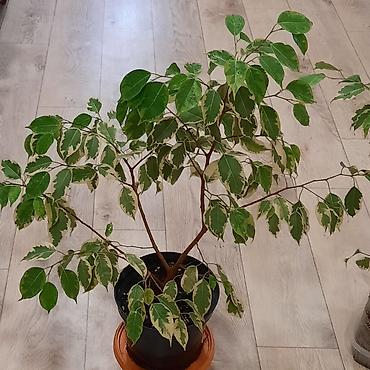 шеффлера: Комнатные растения в декоративных горшках: 1) Шеффлера (Schefflera — 6