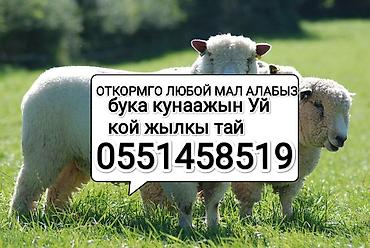 Услуги откорма сельскохозяйственных животных. - Принимаем на откорм at lalafo.kg Услуги откорма сельскохозяйственных животных. - Принимаем на откорм
