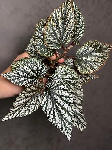 Другие комнатные растения: Добрый день! В продаже комнатные растения: Сингониумы - конфетти — 2