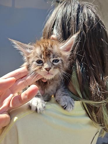 черный мейн кун: 🐾 Продаются котята мейн-кун — мальчики с характером В помёте всего 3 — 4