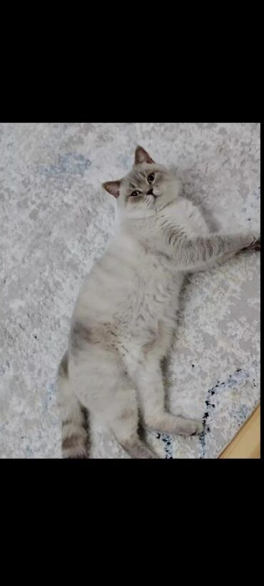 pişik ucuz: Şinşilla, Erkək, Cütləşmə üçün, Ünvandan götürmə, Ödənişli çatdırılma