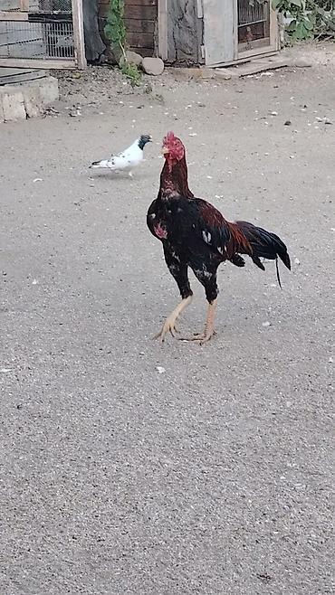 pisik sekli cekmek: Salam 11 aylıq xoruz və 3 fərə satılır .Hamısı öz heyvanlarının — 3
