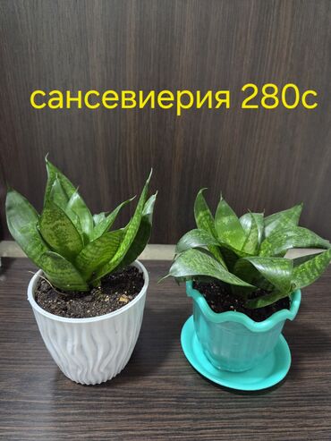 средство для растворения фекалий в дачном туалете: Два небольших куста пеперомии в белых горшках. У одного горшка