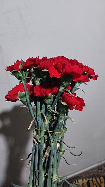gul qiymətləri: Topdan qiymətə guller.Qerenfil,kala, cit gulu, astromia v — 1