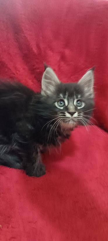 Кошки: Мейн-Куны 🥰🥰🥰. Продаются котята Рысята ♥️ Чистокровные, Шикарные — 1