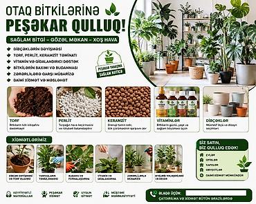 otaq arakesmeleri: 🌿 OTAQ BİTKİLƏRİNƏ PEŞƏKAR QULLUQ XİDMƏTİ 🪴 Gülləriniz zəifləyib — 1