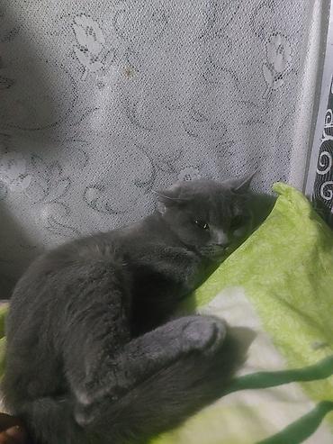 pişik gence: Boz rəngli ev pişiyi - Cins tipi: qısa tüklü, yeknəsəq boz rəng (xəzı — 3