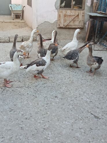 Gəmiricilər: Dişi, Damazlıq