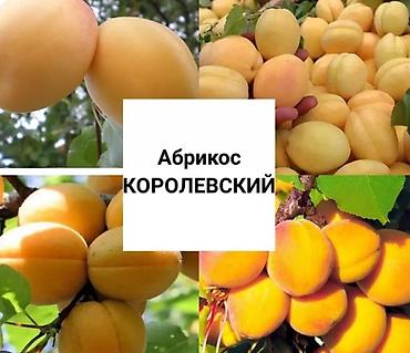 Абрикосы Королевский, Оптом at lalafo.kg Абрикосы Королевский, Оптом