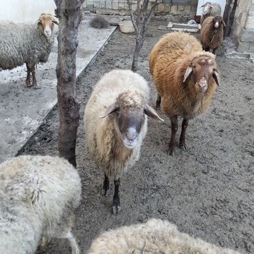 Qoyunlar, qoçlar: Qoyunlar kim wekilde satılır 1qoc 6qoyun var — 4