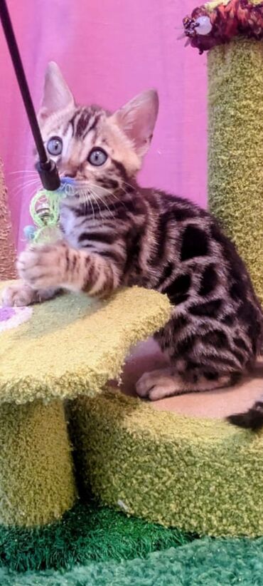Продажа кошек: Бенгальская, 2 месяца, Мальчик, Приучена к лотку, Проглистована, С документами — 2
