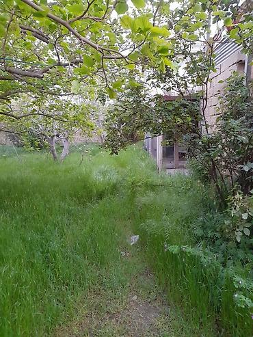 kənd: 8 sot, Kənd təsərrüfatı, Kupça (Çıxarış) — 8