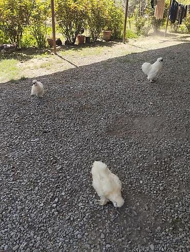 Toyuqlar: Toyuq, Damazlıq, Ünvandan götürmə — 1