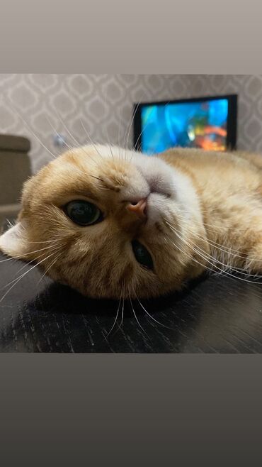 котята в добрые руки бесплатно: Qızıl şinşilla, Erkək, Cütləşmə üçün