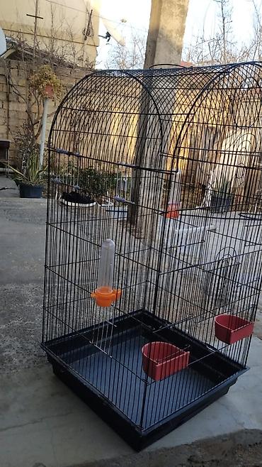 Qəfəslər: Hazir cut korella qefes qarisiq yuvasi altinda yumurtasi — 5