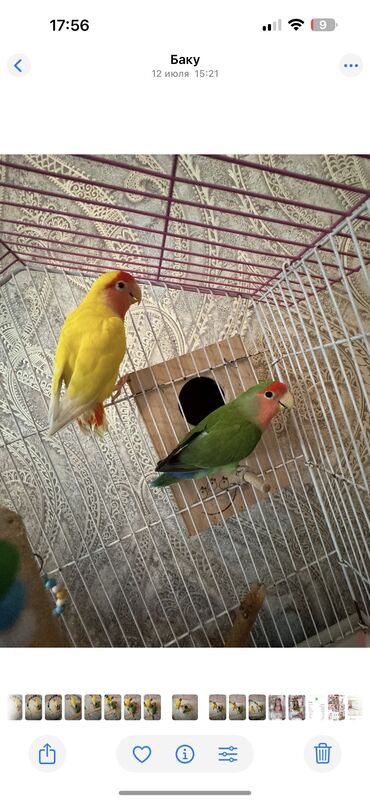 шотландский вислоухий котенок цена: Nerazlucnik (Love bird-Sevgi quslari) Erkek disi.Bala vermeye tam