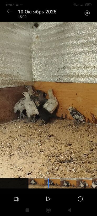 Cücələr: Toyuq cücələri, Damazlıq -da lalafo.az — 5 Cücələr: Toyuq cücələri, Damazlıq — 5