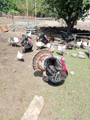 Hinduşka: Erkək, Kanada, Amerika, Yumurtalıq, Ünvandan götürmə, Ödənişli çatdırılma — 12